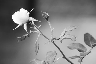 Close-up of rose blooming outdoors