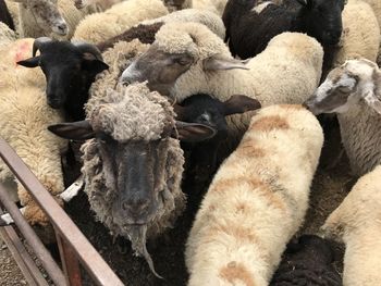 High angle view of sheep