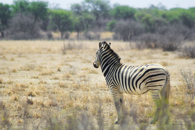 Zebra standing on field