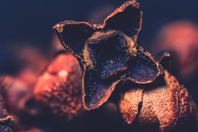 Close-up of crab on dry leaf