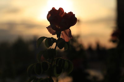 Close-up of flowering plant during sunset