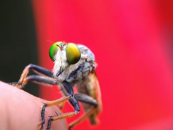 Close-up of robber fly on human body part