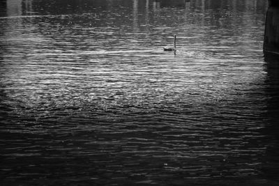 View of birds swimming in lake