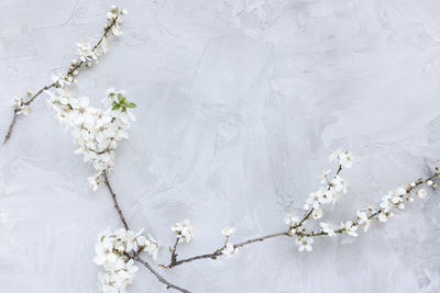 Fresh cherry blossom branches with white flowers on gray spring background