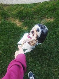 High angle view of woman with dog