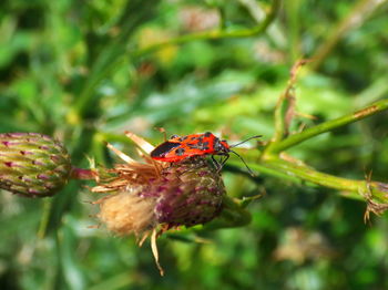 Close-up of insect on red flower