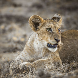 Close-up of a cat on field