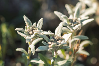 Close-up of plant