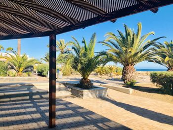 Palm trees by swimming pool against sky