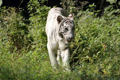 White bengal tiger