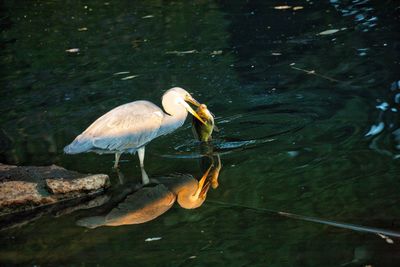 Close-up of pelican in lake