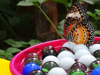 Close-up of butterfly