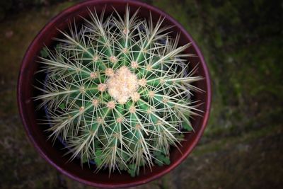 High angle view of cactus plant