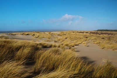 Beach grass against blue sky