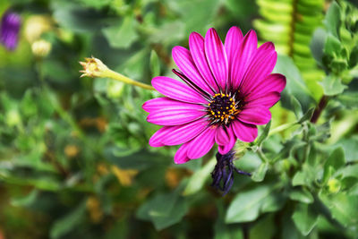 Close-up of pink flower