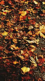 Full frame shot of autumn leaves