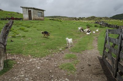View of sheep on grassy field