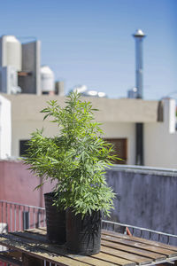 Close-up of potted plant against building