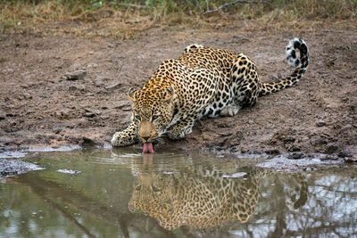 Leopard drinking water