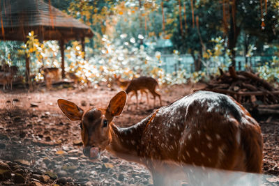 Deer in a forest