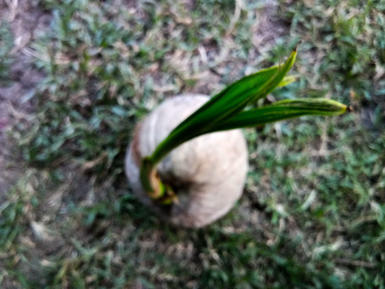 HIGH ANGLE VIEW OF FRESH GREEN PLANT ON FIELD