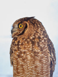 Close-up of owl against clear sky