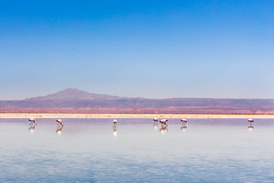 Scenic view of lake against clear blue sky