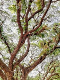 Low angle view of tree trunk in forest