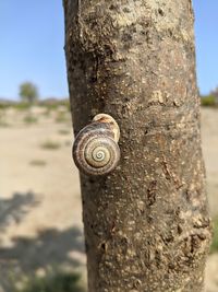 Close-up of snail on tree trunk