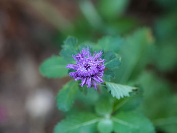 flowering plant