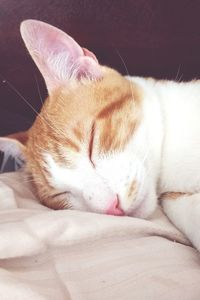 Close-up of cat sleeping on bed