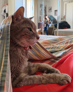 Close-up of cat relaxing on bed at home