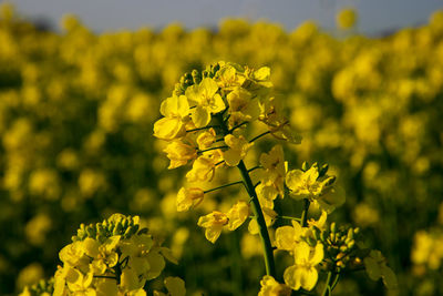 Close-up of fresh yellow flowering plant in field