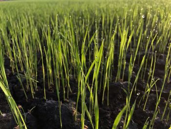 High angle view of crops growing on field