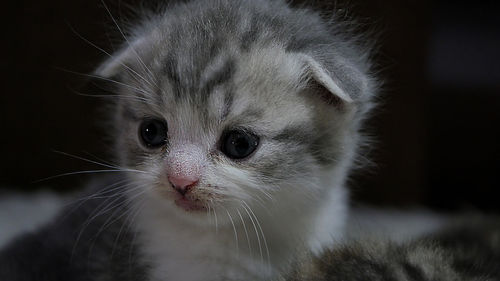 Close-up portrait of a cat