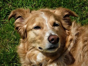 Close-up portrait of a dog on field