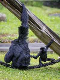 Monkeys mother an child playing on a field