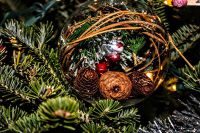 Close-up of pine cones ornament on tree