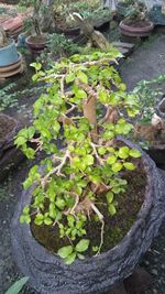 High angle view of potted plants