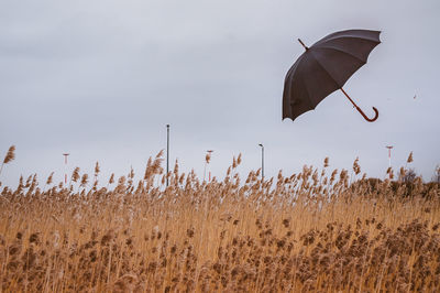 Crops growing on field against sky