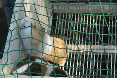 Close-up of mouse in cage