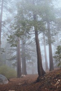 Trees in forest