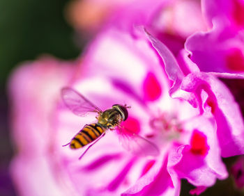 Close-up of bee on purple flower