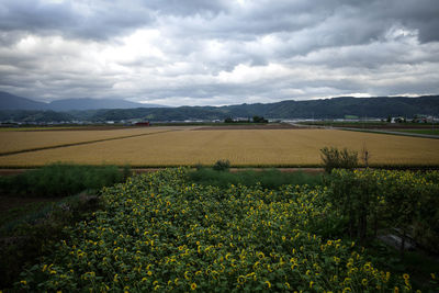 Scenic view of field against sky