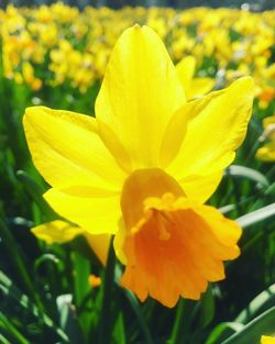 Close-up of yellow flower
