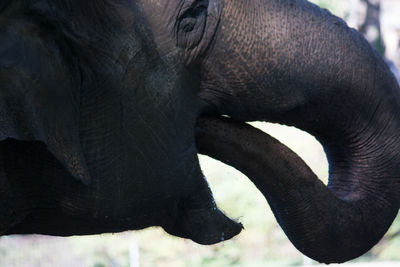 Close-up of an animal