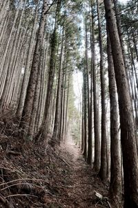 Trees in forest