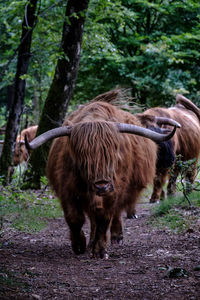 Highland cattle walking in forest