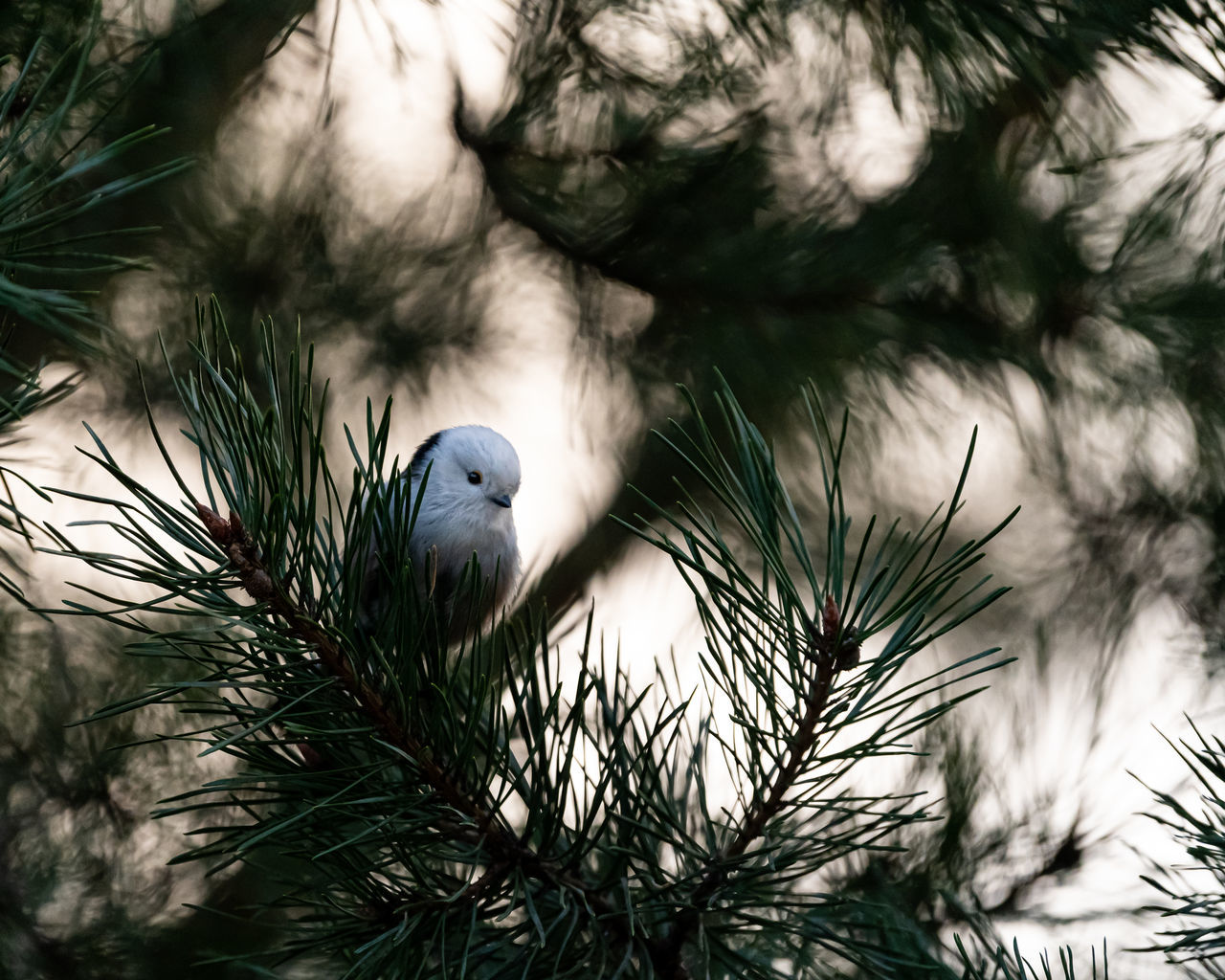 branch, tree, nature, plant, animal, bird, animal themes, no people, animal wildlife, winter, wildlife, one animal, pine tree, green, outdoors, low angle view, coniferous tree, grass, pinaceae, day, leaf, christmas tree, close-up, beauty in nature