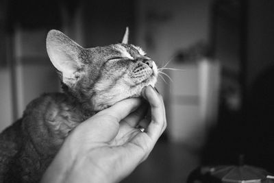 Close-up of hand holding cat